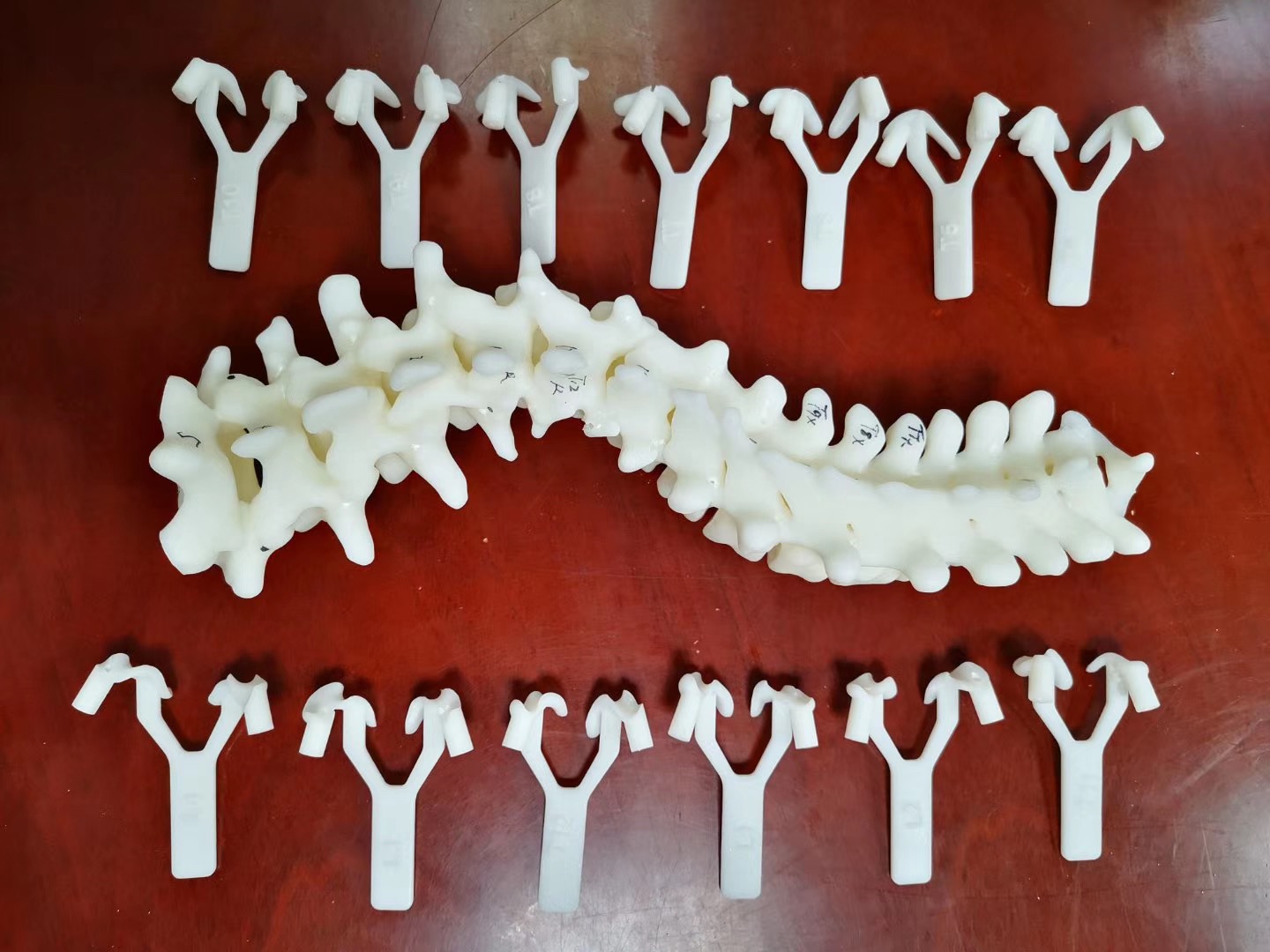 脊柱模型+椎弓根导板
